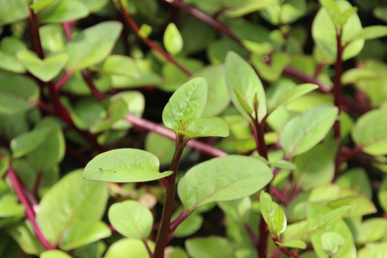 Basella alba: la planta trepadora de rápido crecimiento que florece en invierno