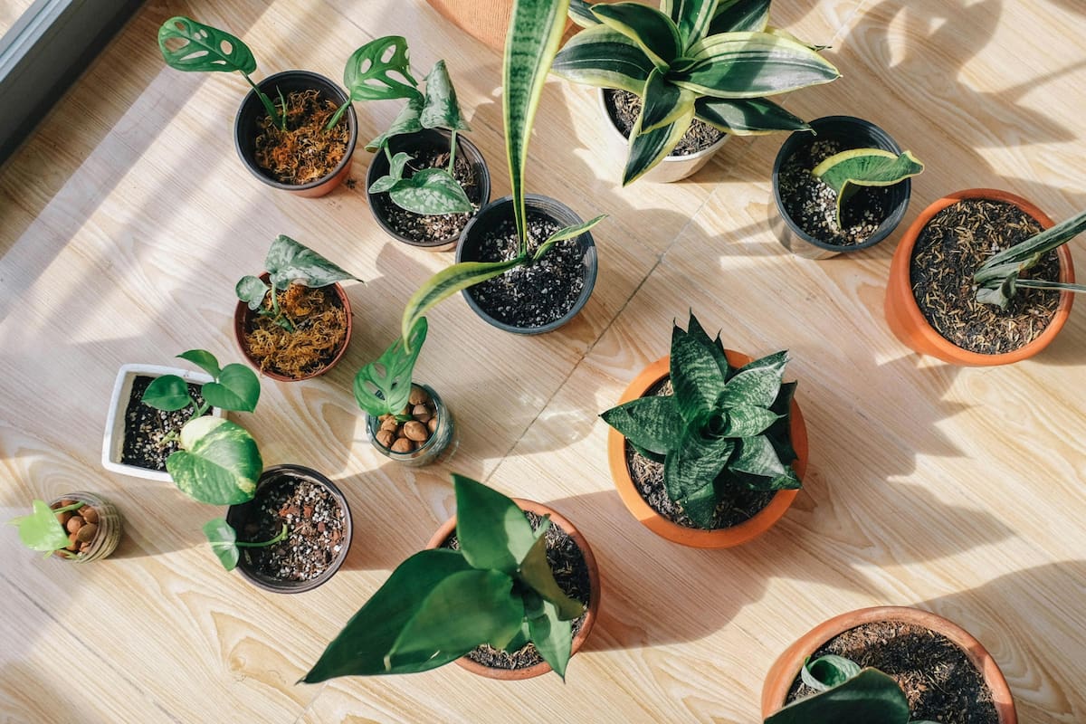 Qué planta evitar y qué colores usar para atraer energía positiva en tu casa