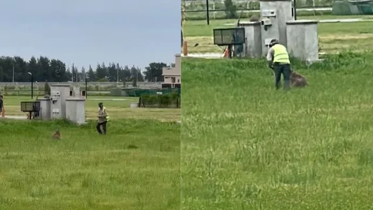 Brutal ataque a un carpincho en un country de Canning: