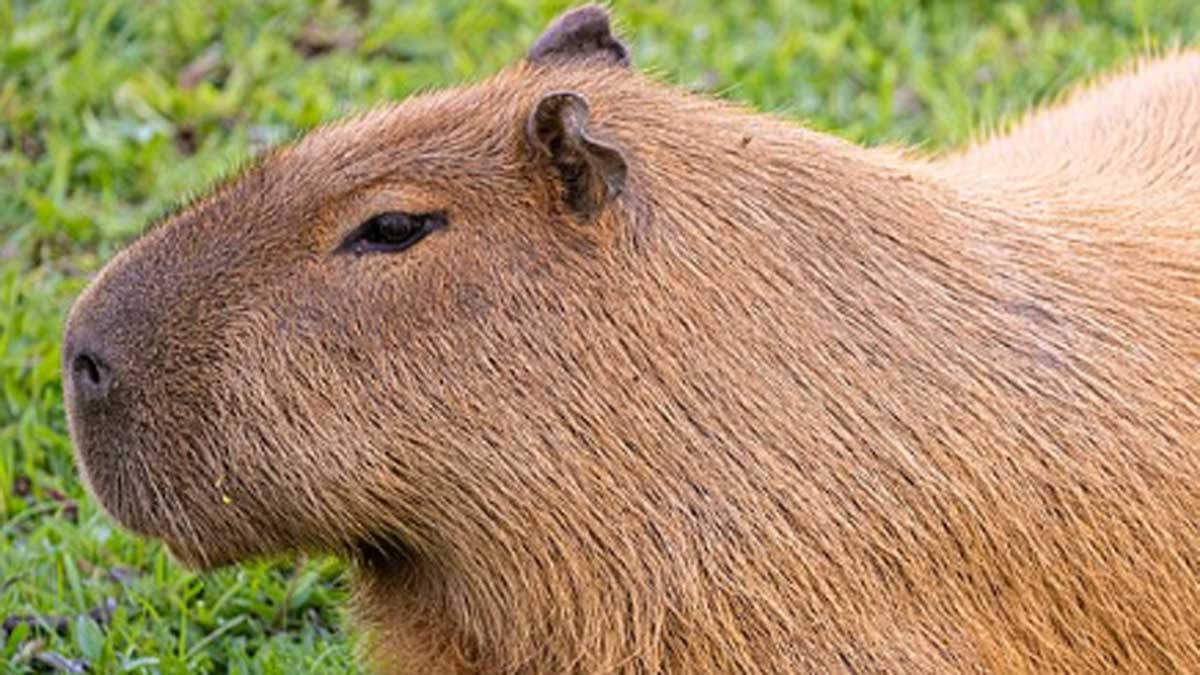 Denunciaron un brutal ataque a un carpincho en Canning