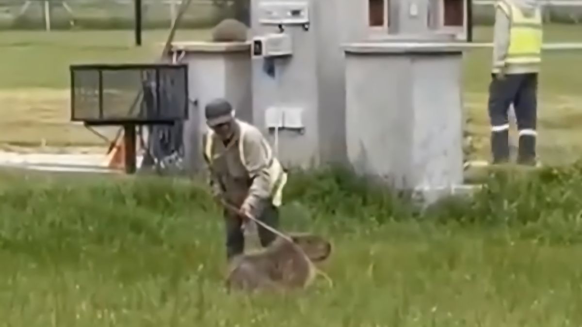 Brutal agresión a un carpincho en un country de Canning