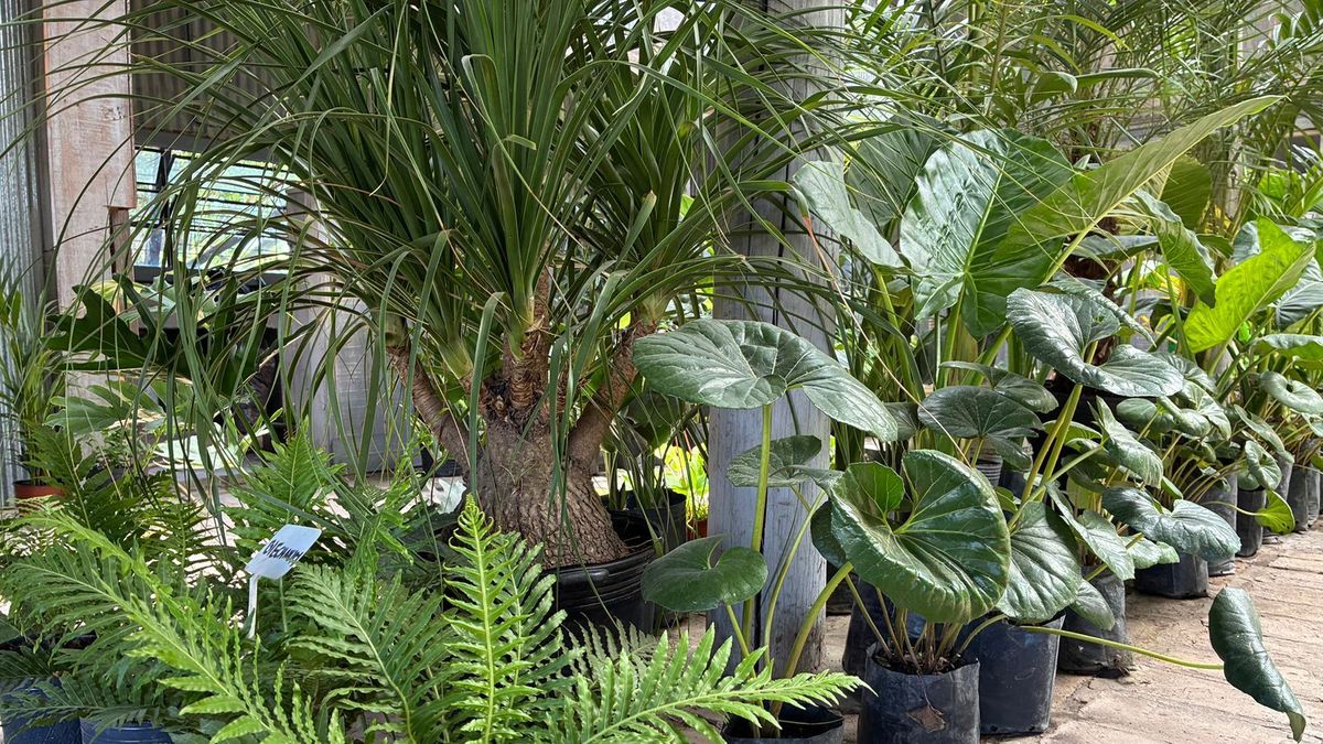 Tendencia tropical: en Canning crece la preferencia por plantas de hojas grandes y mucho verde