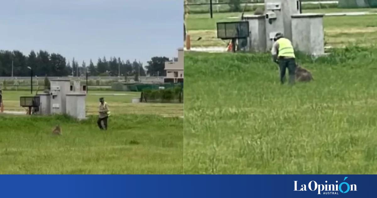 Golpearon a un carpincho hasta dejarlo en estado crítico en un country de Canning