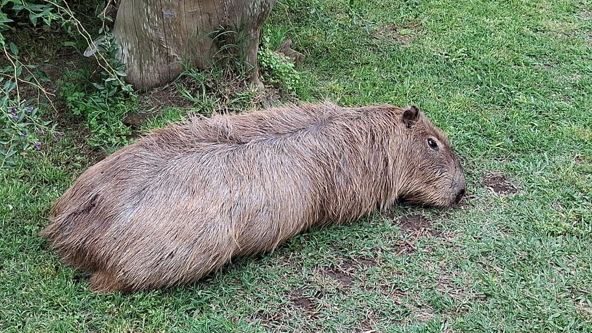 El carpincho agredido en un country de Canning se recupera y fue trasladado a un refugio especializado