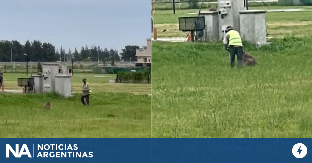 Denuncian que golpearon a un carpincho hasta dejarlo en estado crítico en un country de Canning