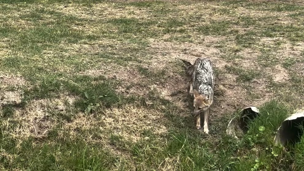 En Canning, denuncian presencia de zorros que atacan a mascotas: “La cortó toda desde la panza hasta el lomo" 1 En Canning, denuncian presencia de zorros que atacan a mascotas: “La cortó toda desde la panza hasta el lomo