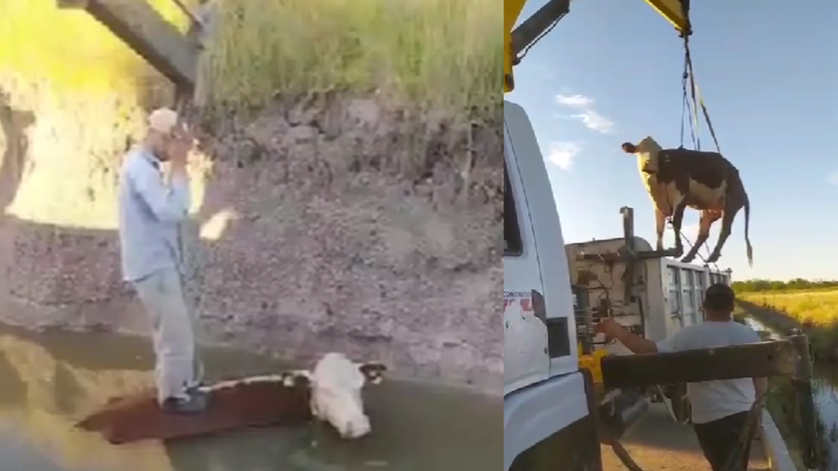 Canning: vecinos rescataron a una vaca que cayó a un zanjón 1 Canning: vecinos rescataron a una vaca que cayó a un zanjón