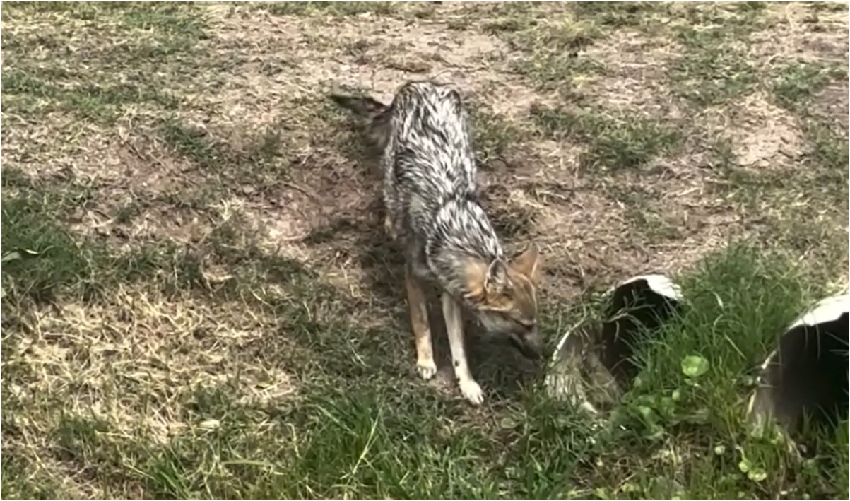 Alarma en Canning por la invasión de zorros que atacan mascotas 1 Alarma en Canning por la invasión de zorros que atacan mascotas
