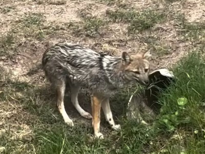 Vecinos de Canning manifestaron su preocupación por la presencia de zorros