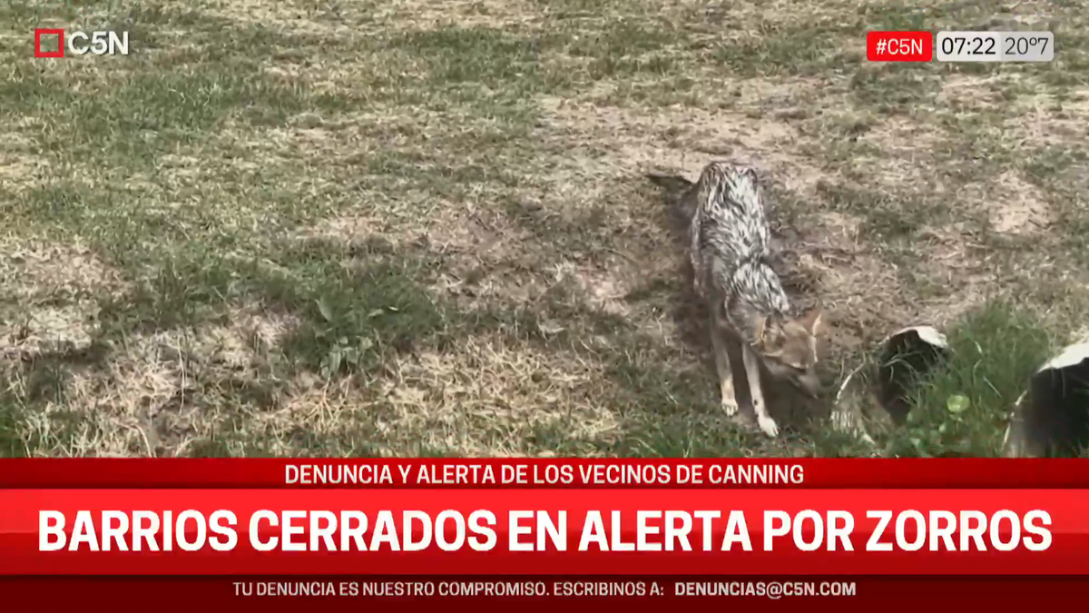 Temor por aparición de zorros en Canning: cazan mascotas y aves de corral a plena luz del día 1 Temor por aparición de zorros en Canning: cazan mascotas y aves de corral a plena luz del día