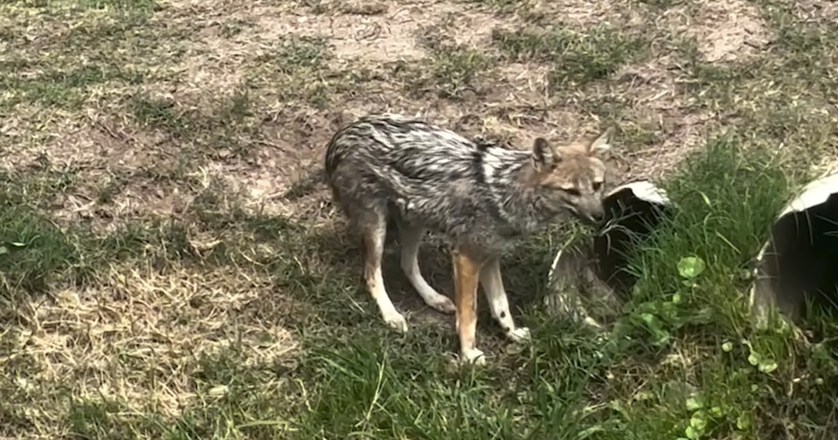 Vecinos de Canning denuncian la presencia de zorros en barrios cerrados y aseguran que atacan mascotas