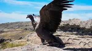<h1>Rescate del cóndor andino herido en Córdoba: una esperanza para la conservación</h1> 10 condor andino