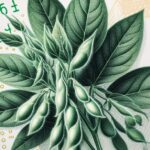 ¿Qué es lo que está saliendo mal? Argentina no logra acumular reservas a pesar del esfuerzo titánico que hace el agro para generar divisas