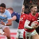 los pumas